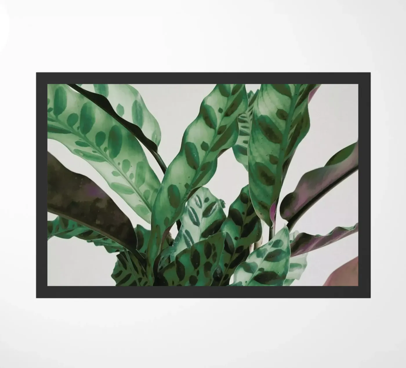 Pattern zerbino da Cassia Beck Photography