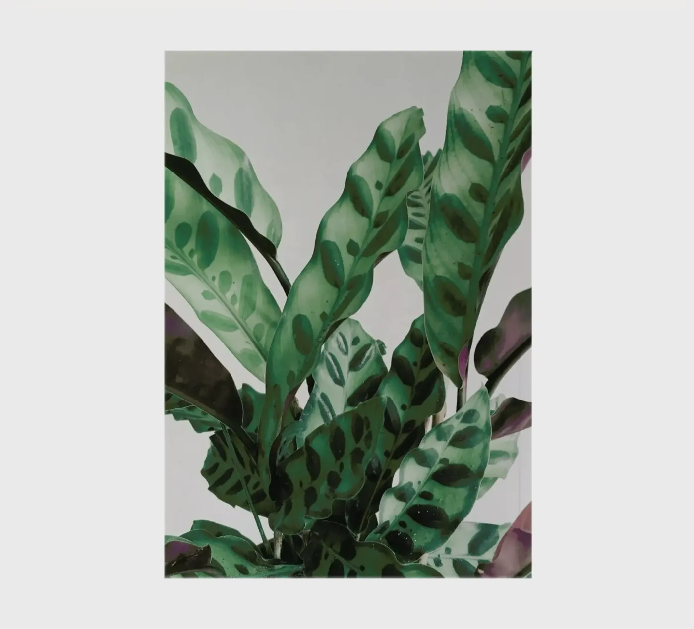 Pattern notebook by Cassia Beck Photography