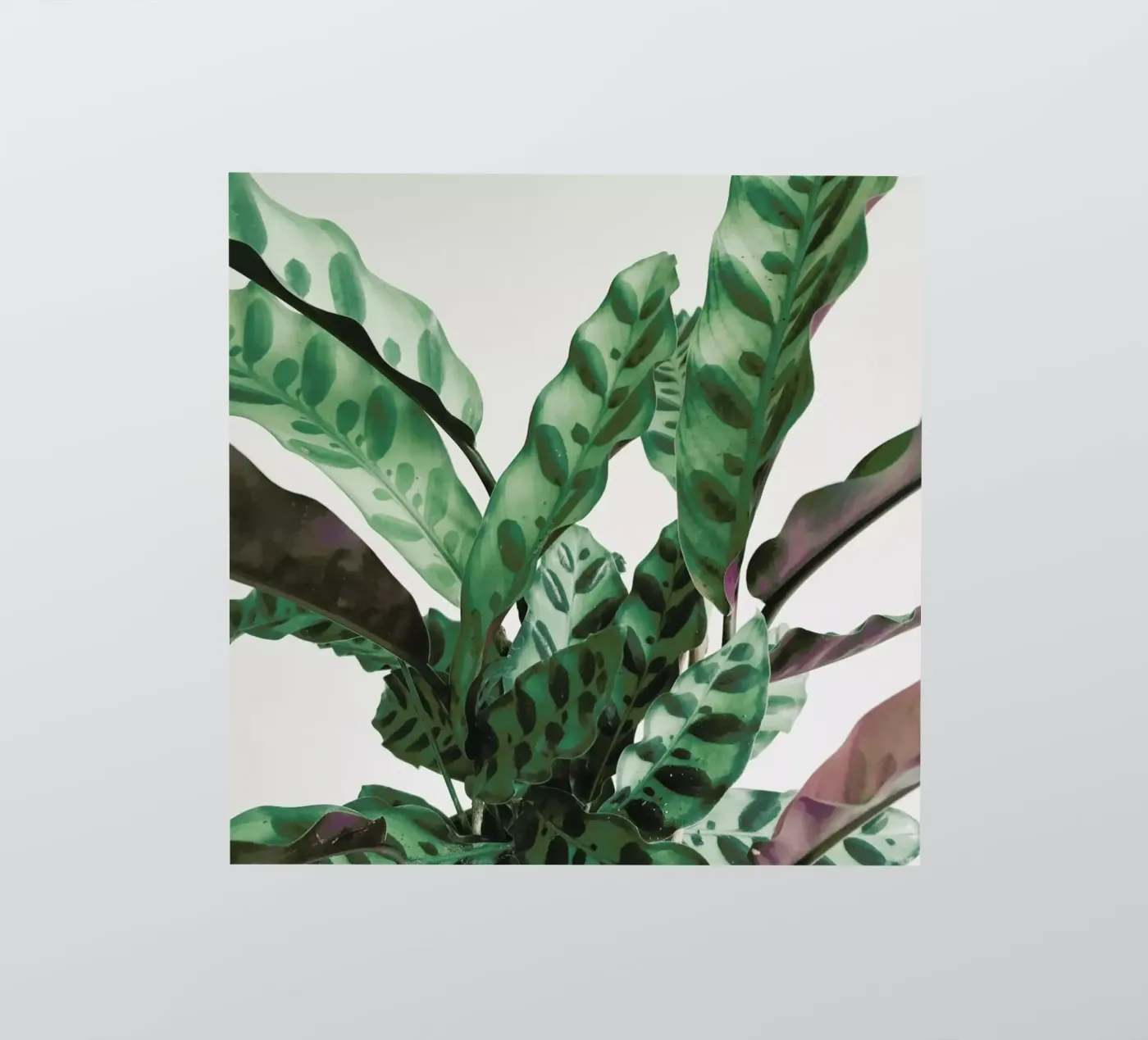 Pattern Sticker von Cassia Beck Photography