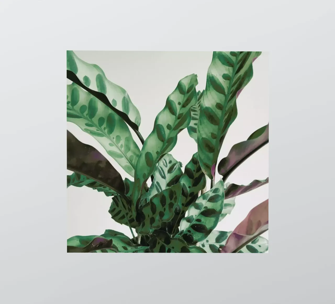 Pattern sticker by Cassia Beck Photography