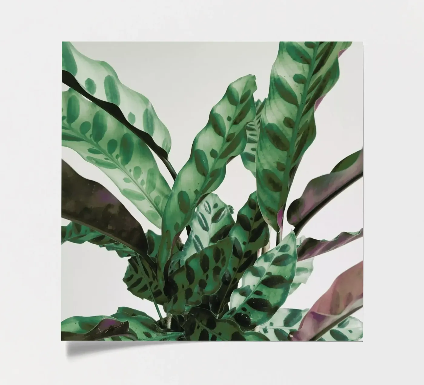 Pattern foglio adesivo da Cassia Beck Photography