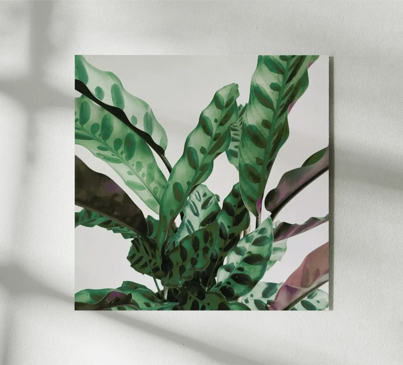 Pattern plexiglass da Cassia Beck Photography