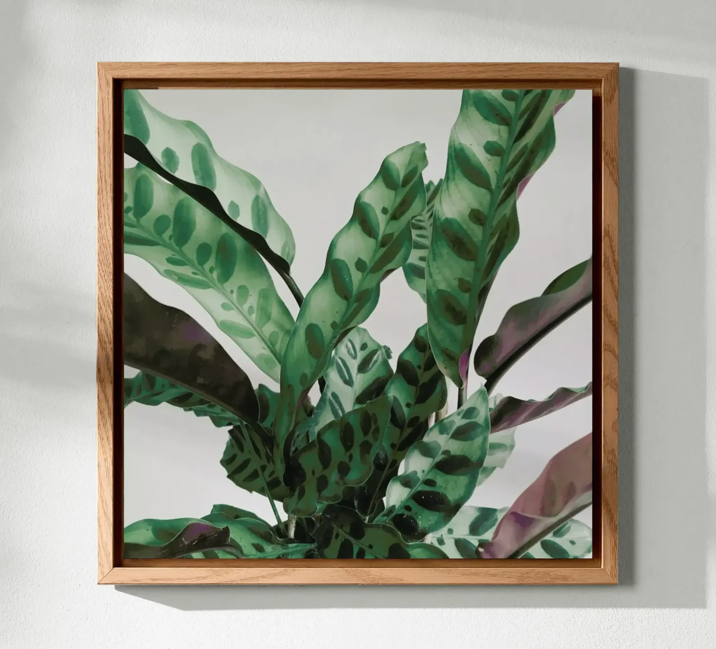 Patroon forex-plaat van Cassia Beck Photography