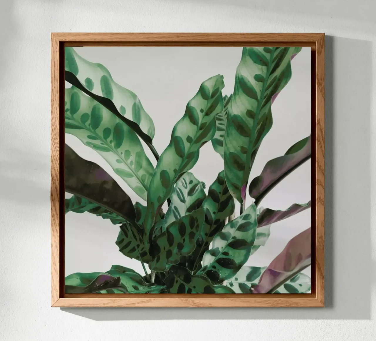 Pattern forex plate by Cassia Beck Photography
