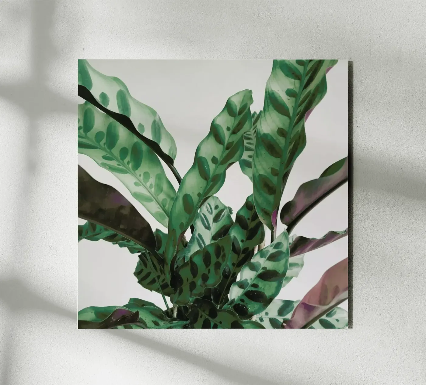 Patroon forex-plaat van Cassia Beck Photography