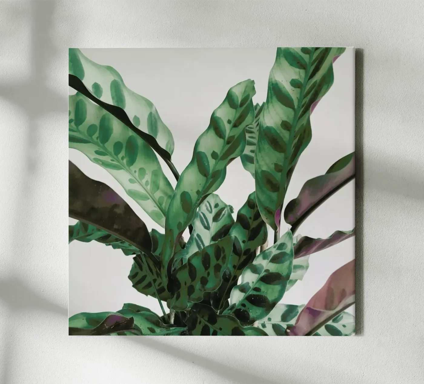 Patroon canvas van Cassia Beck Photography