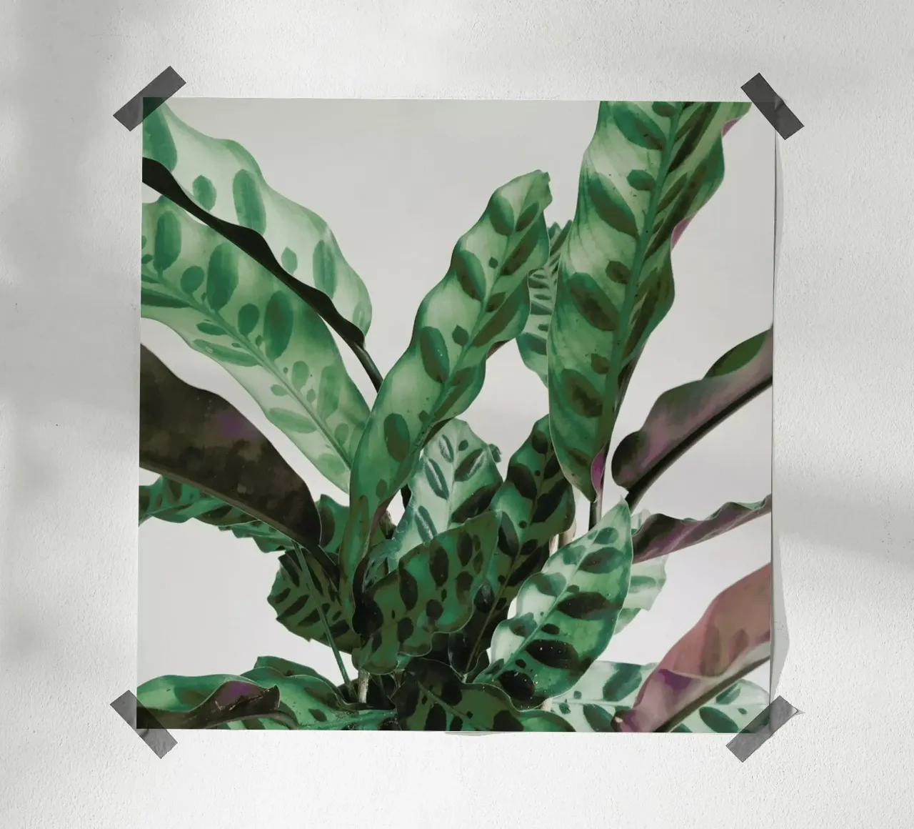 Pattern poster by Cassia Beck Photography