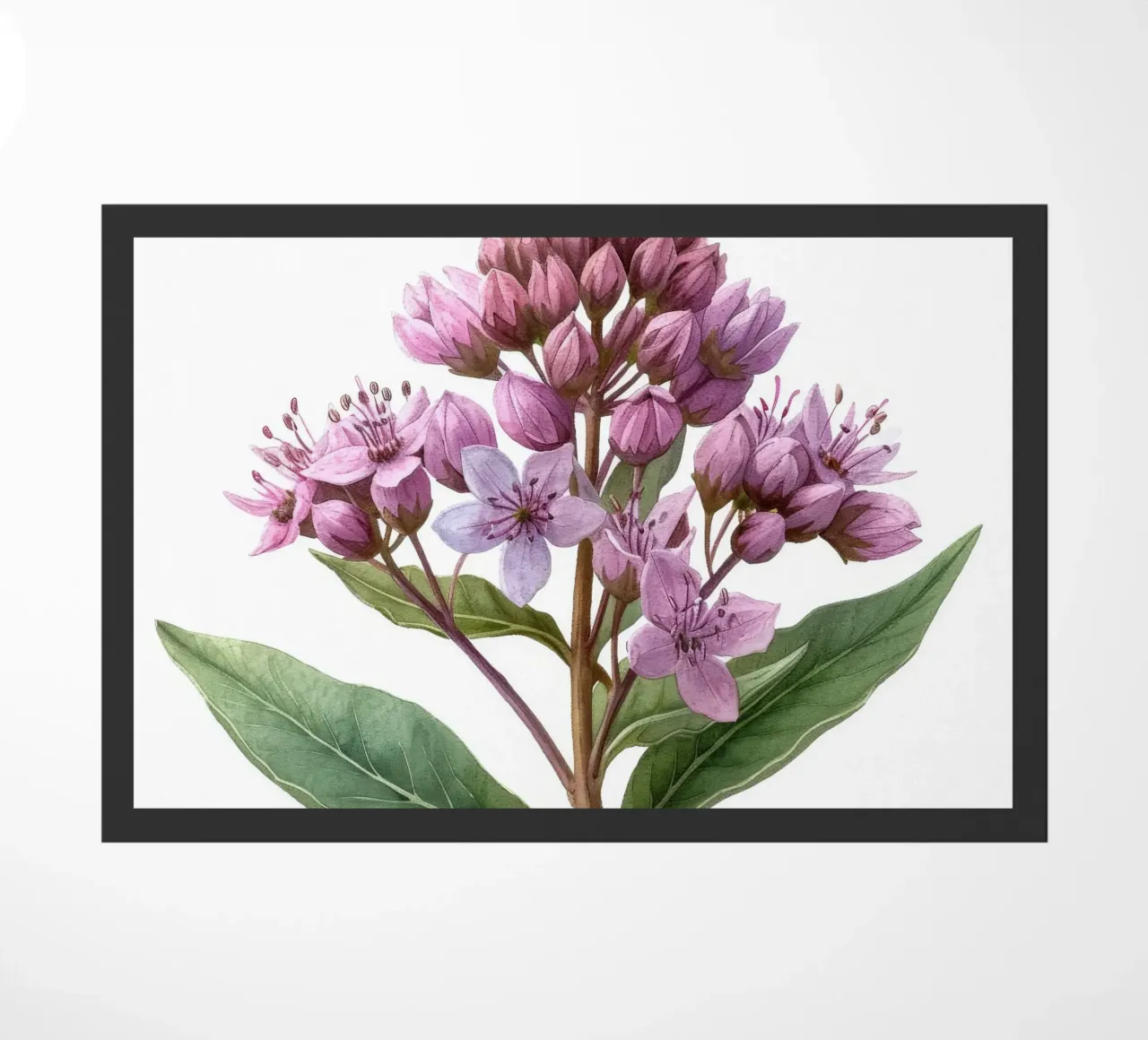 Joe Pye Weed Fiore 2 zerbino da Bold Blooms