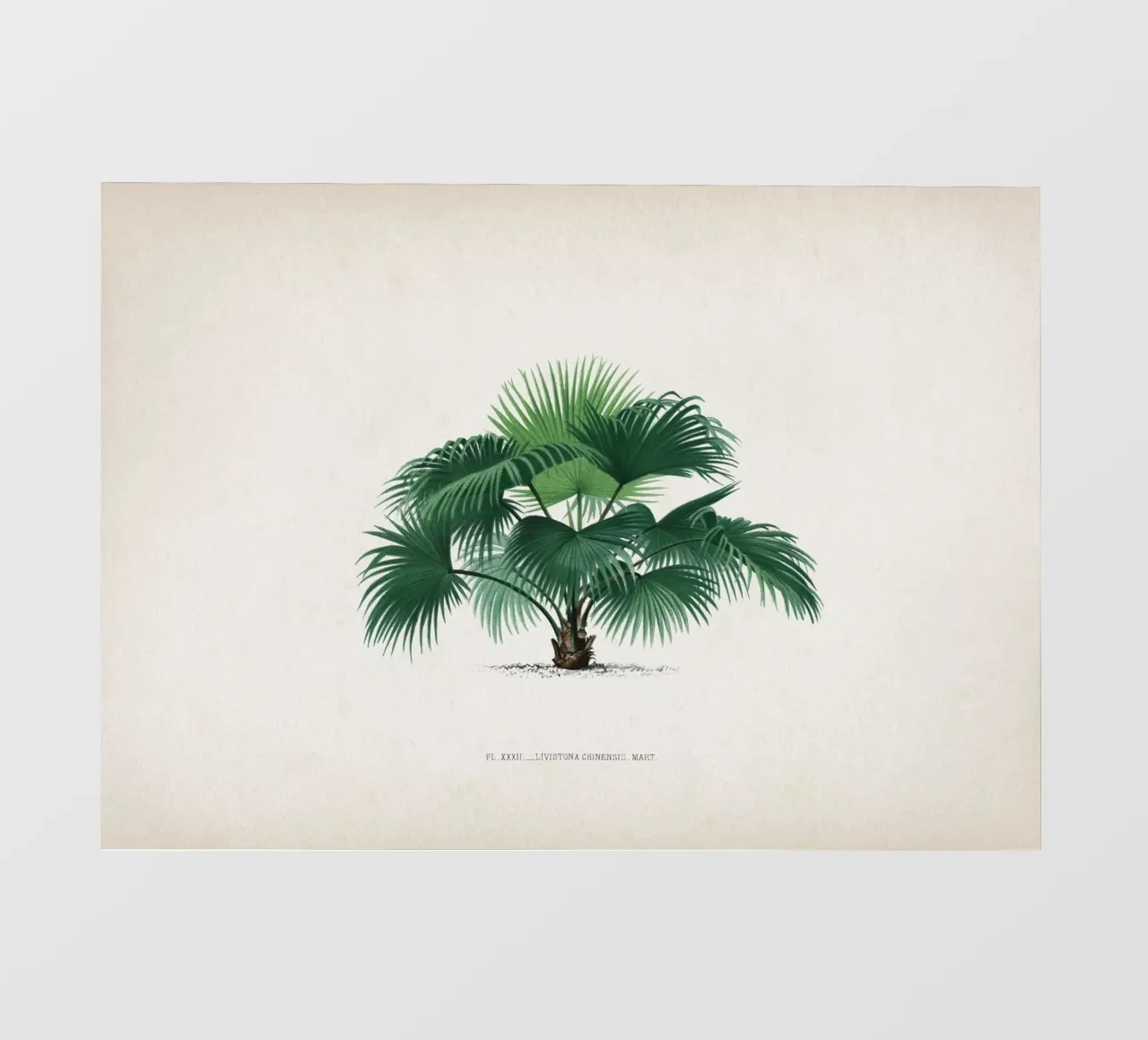 Vintage Kerchove 1 Les Palmiers 32 pellicola backlit da Vintage Print Collection