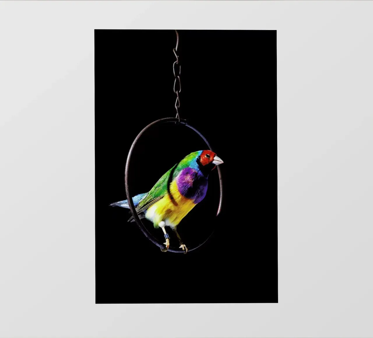 Birds Everywhere 4 telo in pvc da Günther Egger