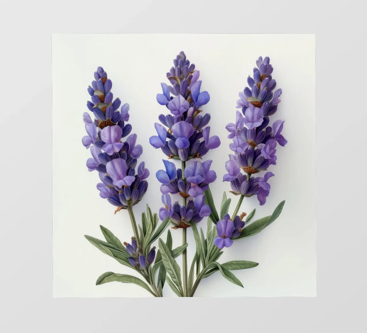 Fiore di lavanda 3 pellicola backlit da Bold Blooms