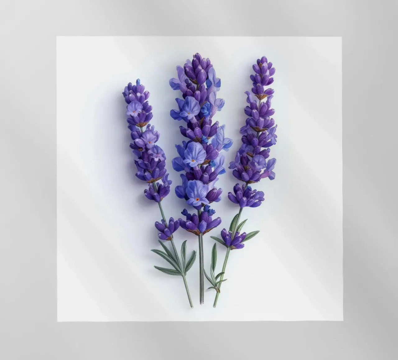 Fiore di lavanda 1 pellicola backlit da Bold Blooms