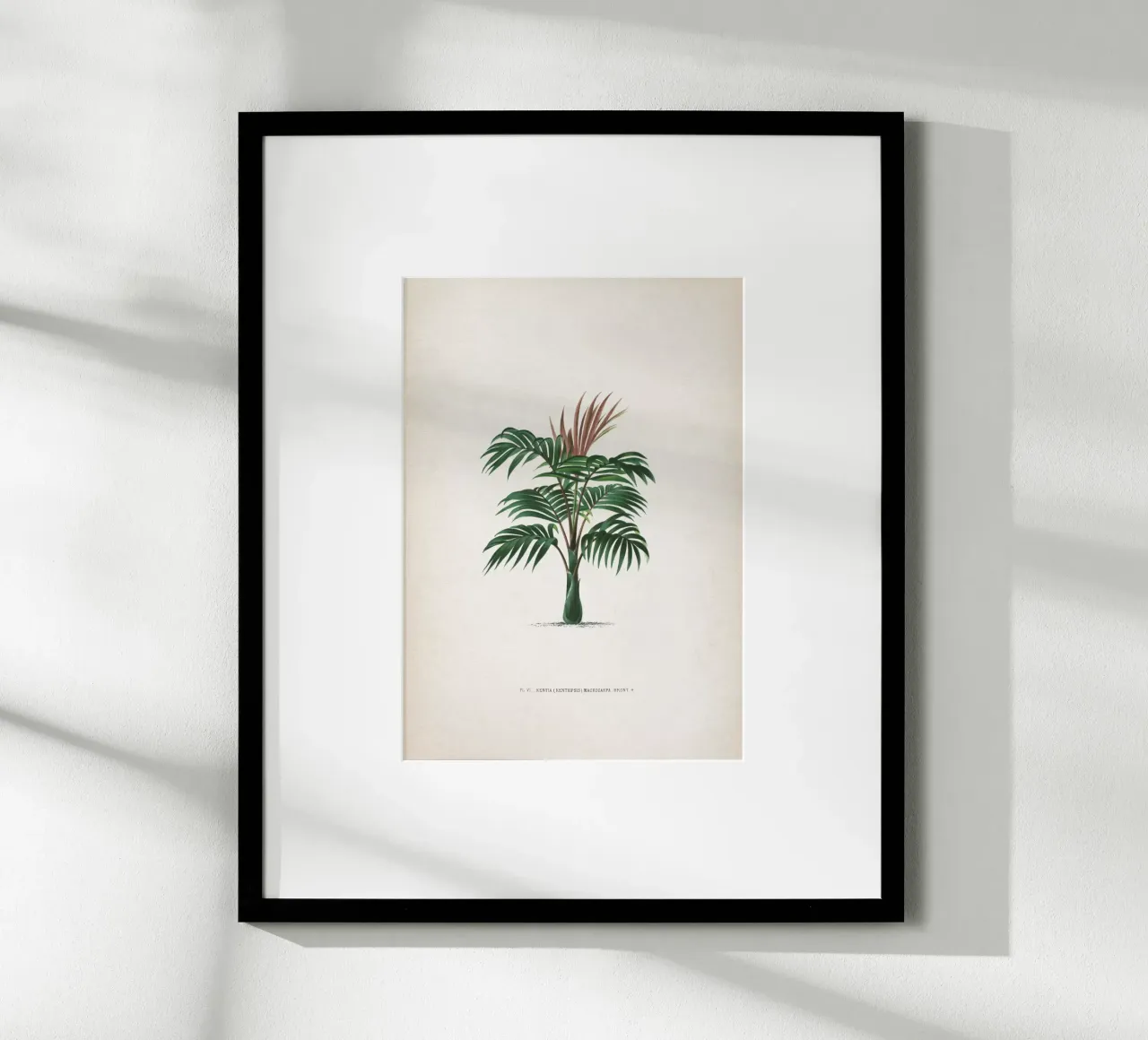 Vintage Kerchove 2 Les Palmiers 6 poster con telaio in plastica da Vintage Print Collection