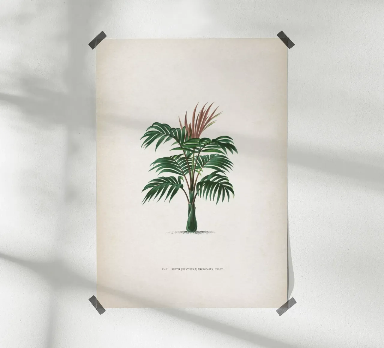 Vintage Kerchove 2 Les Palmiers 6 poster con telaio in plastica da Vintage Print Collection