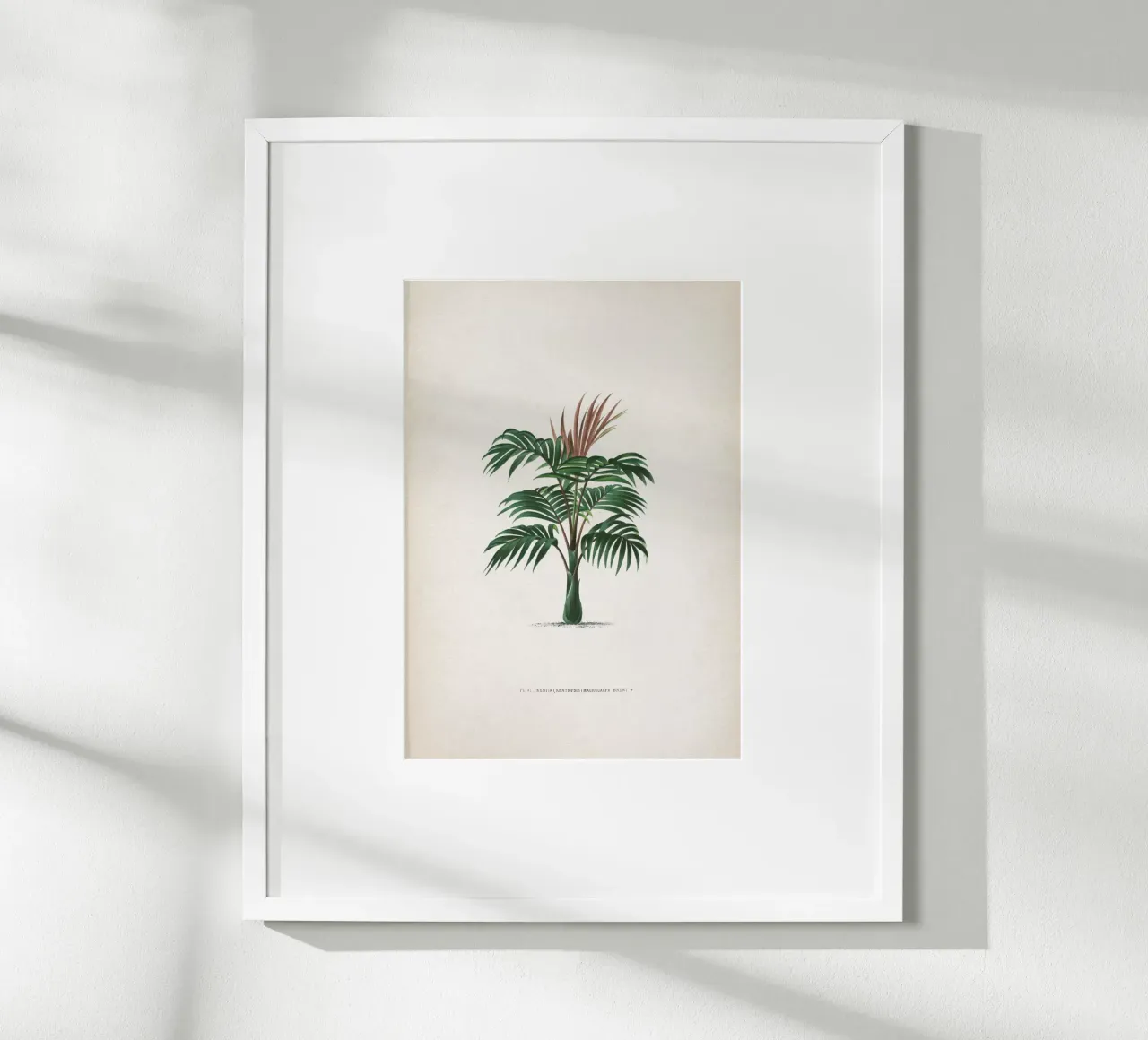 Vintage Kerchove 2 Les Palmiers 6 poster con telaio in plastica da Vintage Print Collection