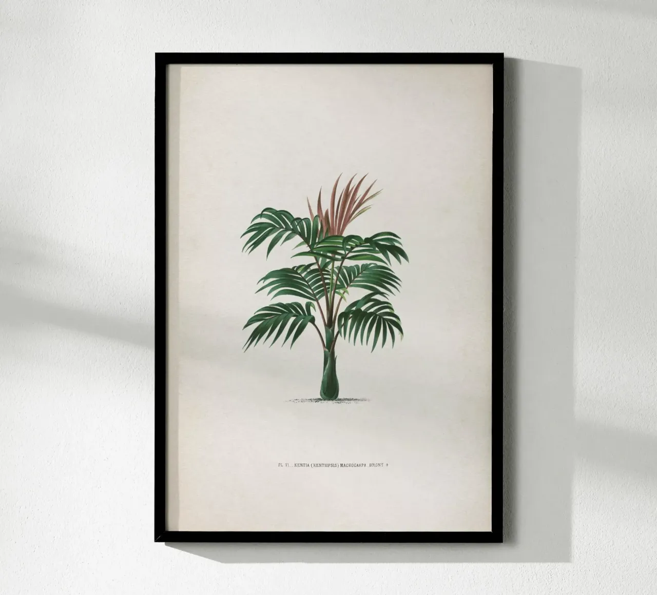 Vintage Kerchove 2 Les Palmiers 6 poster con telaio in plastica da Vintage Print Collection