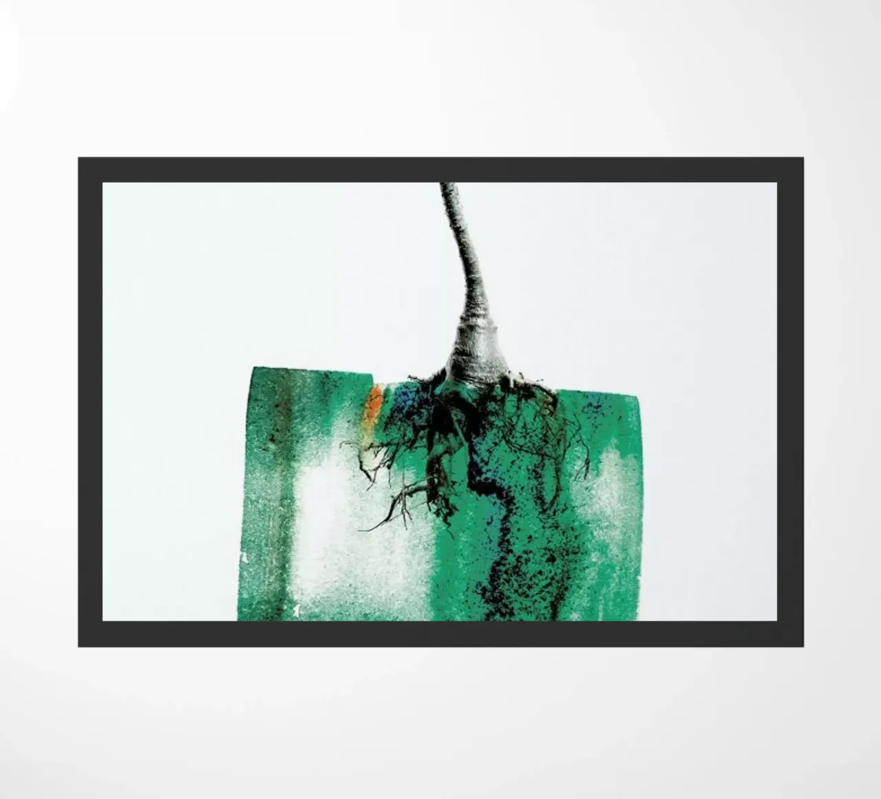 Adenium zerbino da Shot By Clint