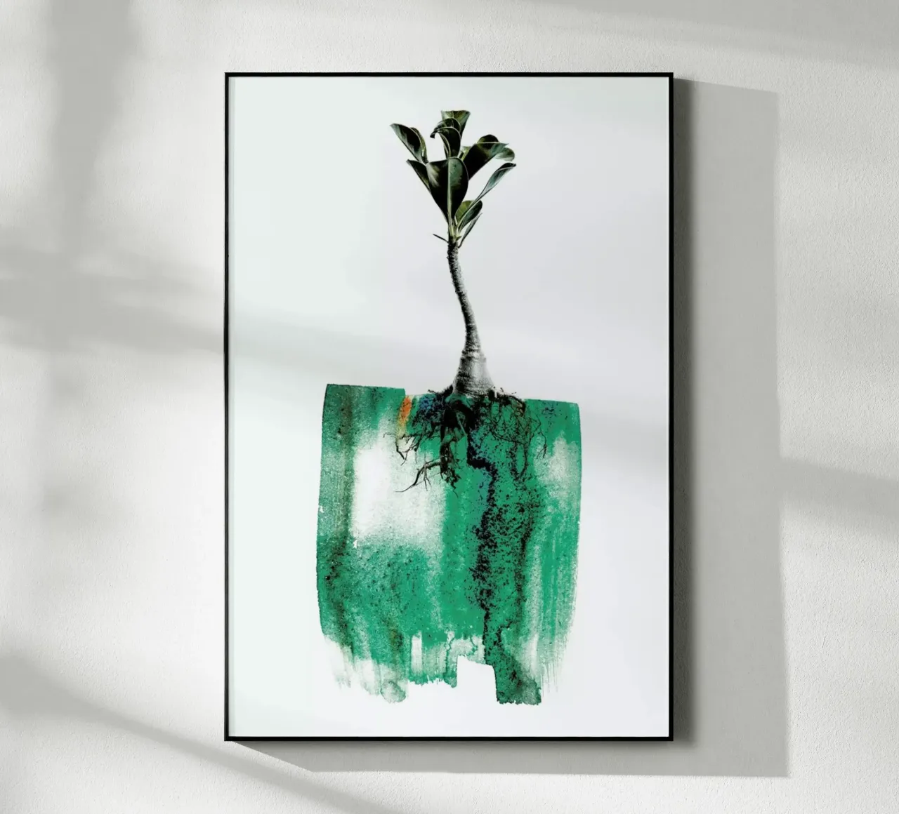 Adenium plexiglass da Shot By Clint