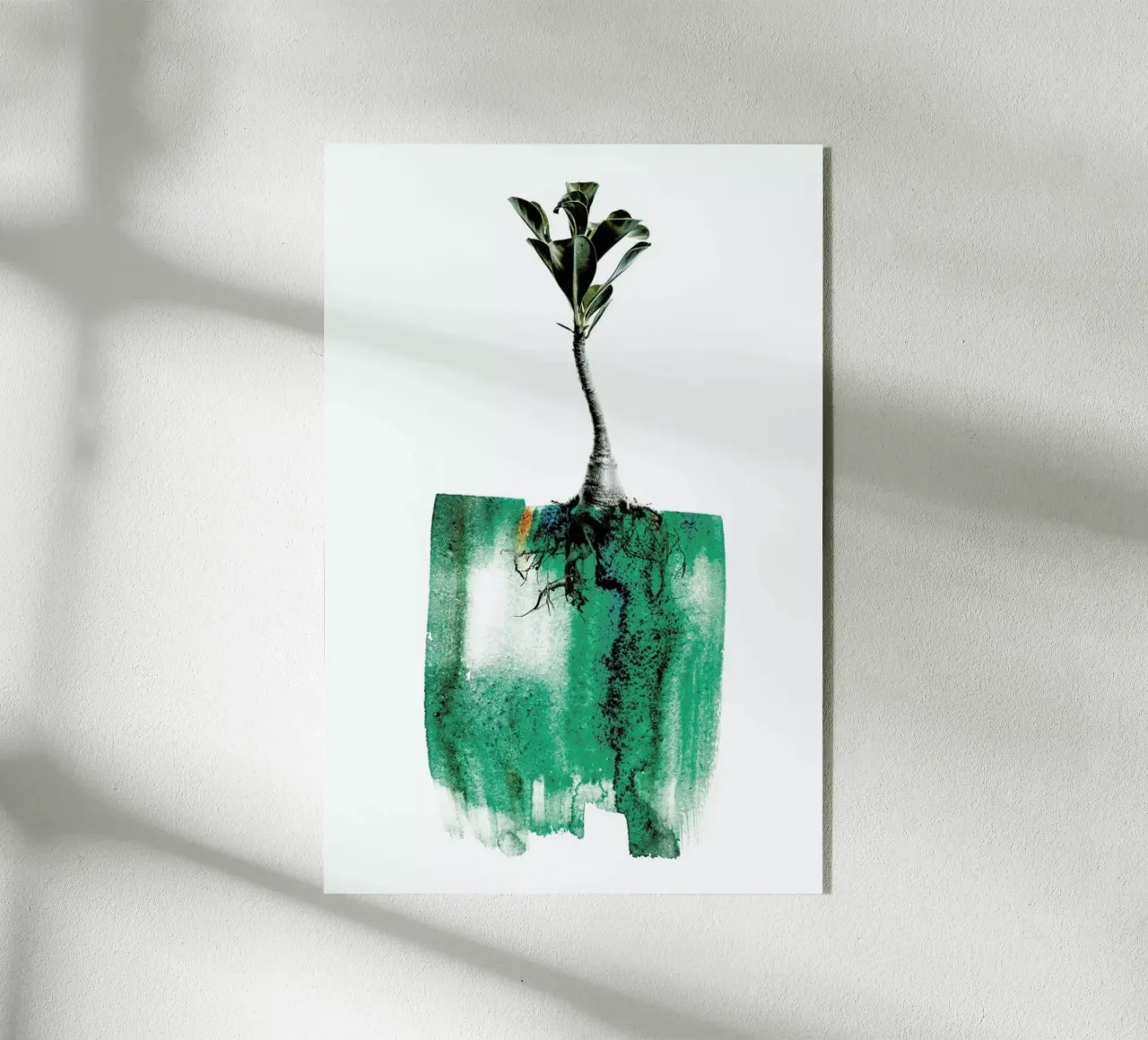 Adenium plexiglass da Shot By Clint