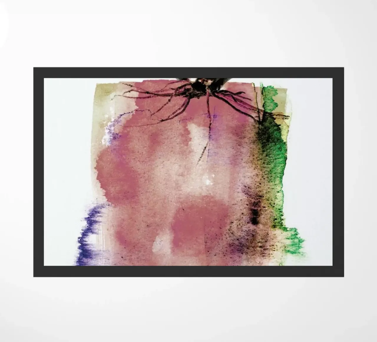 Gasteria zerbino da Shot By Clint