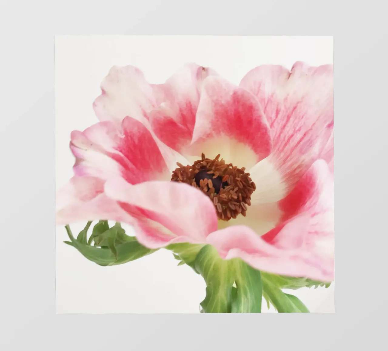 Anemone rosa II telo in pvc da Cassia Beck Photography