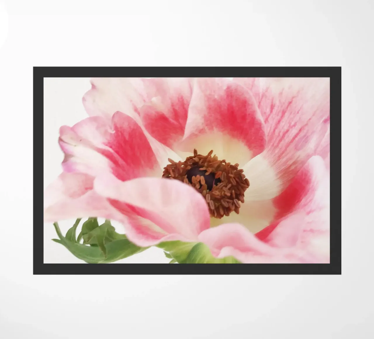 Anemone rosa II zerbino da Cassia Beck Photography