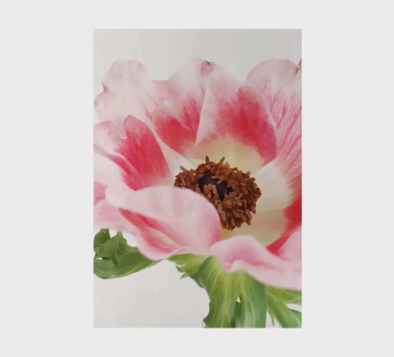 Pink Anemone II notebook by Cassia Beck Photography