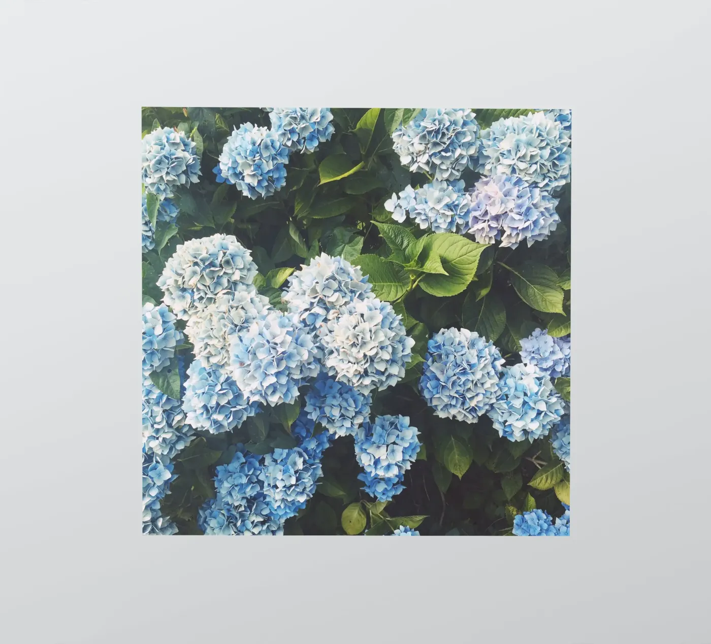 Blue Hydrangea sticker by Cassia Beck Photography
