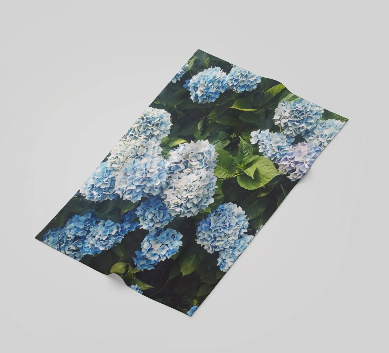 Ortensia blu telo mare da Cassia Beck Photography