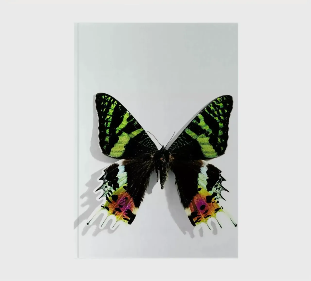 Butterflies 8 notebook by Günther Egger