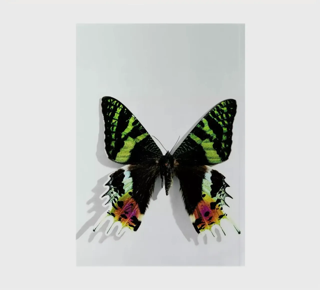 Butterflies 8 notebook by Günther Egger