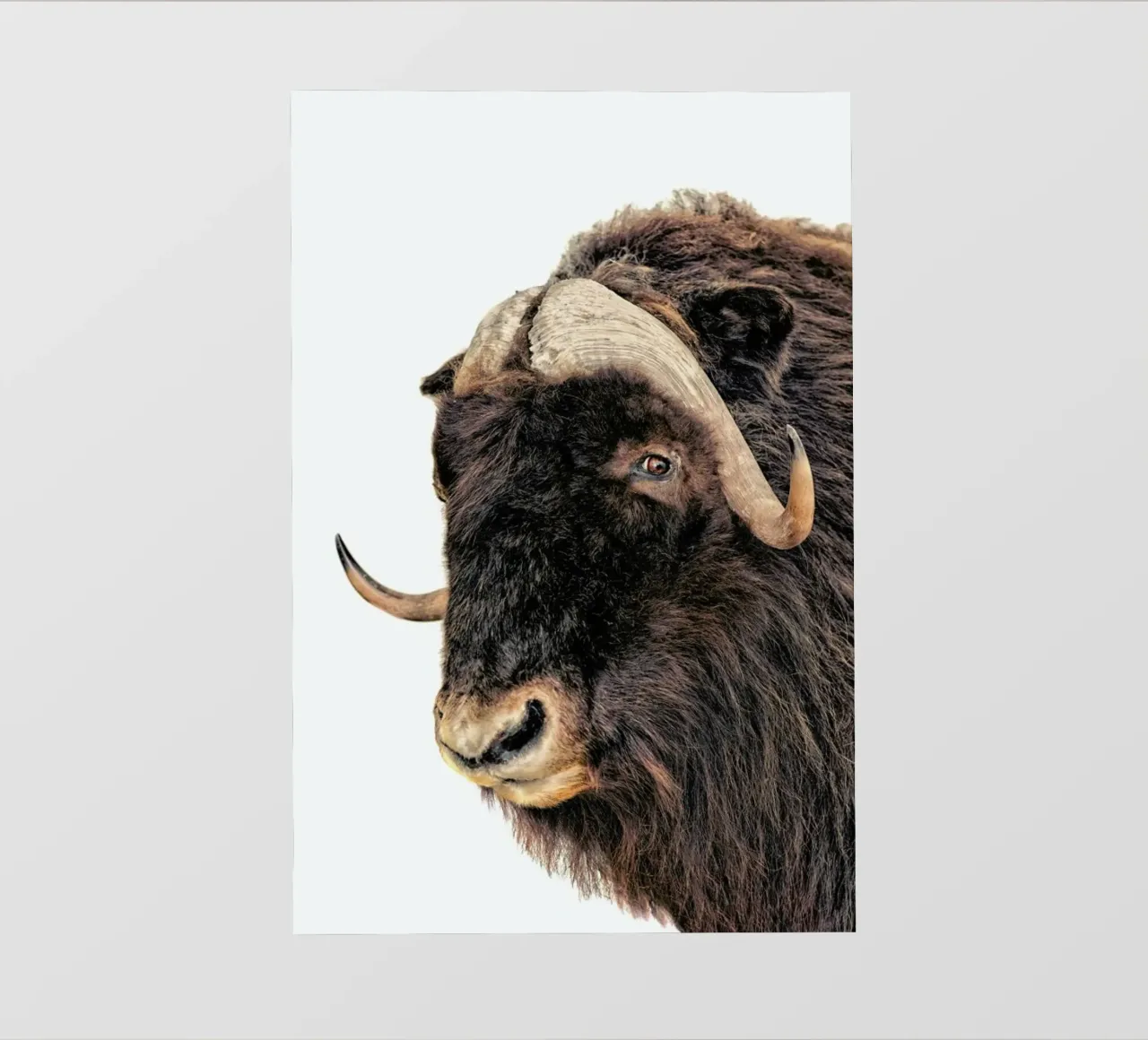 Majestic Power: Poster con testa di bisonte pellicola backlit da Curious Collections by Marielle Leenders