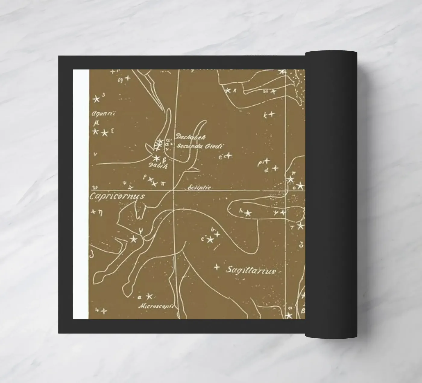 Sagittarius Gold zerbino da Astër