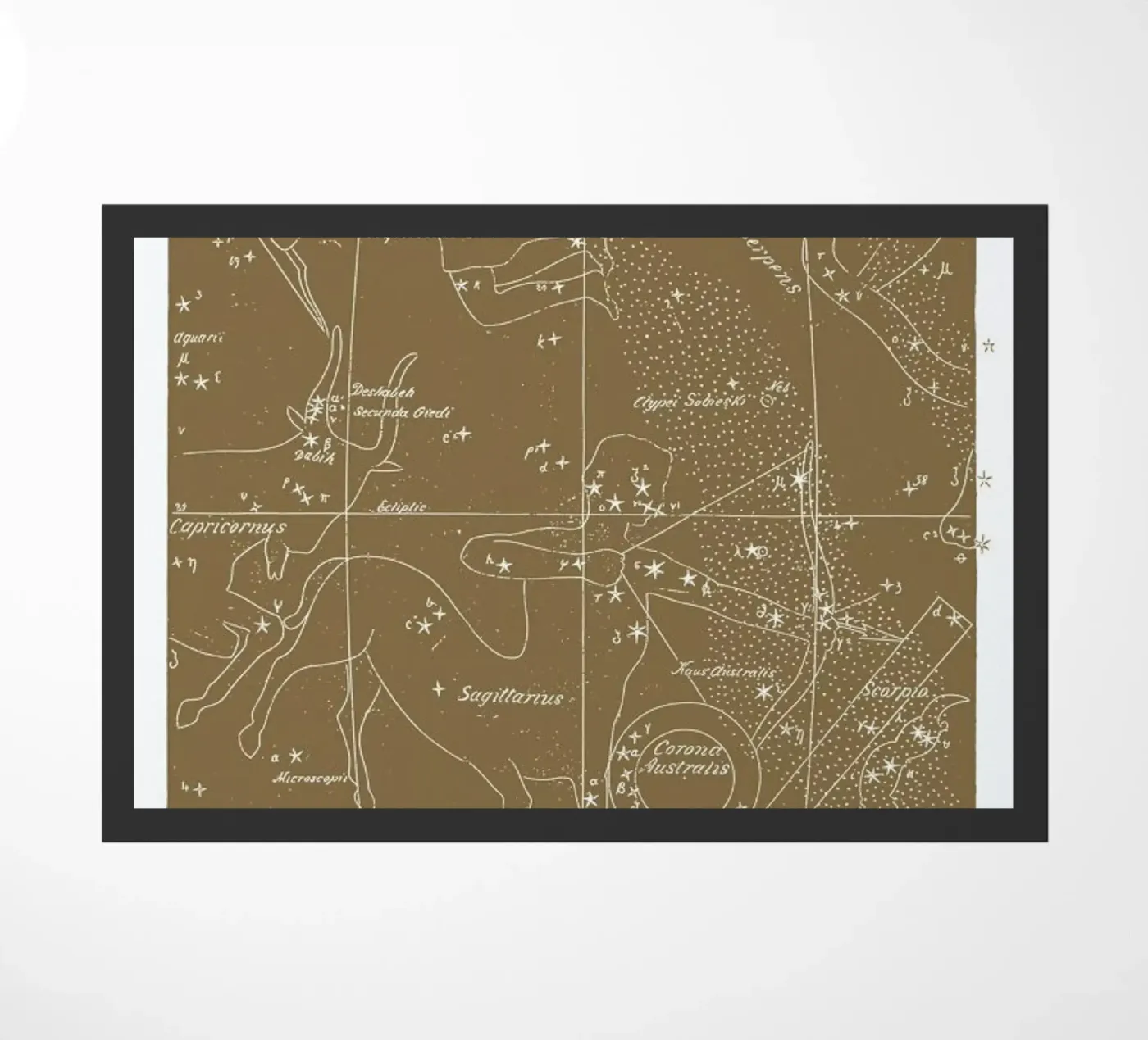 Sagittarius Gold zerbino da Astër