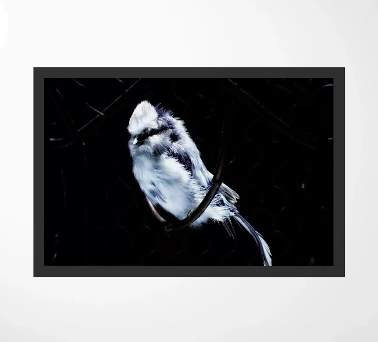 Birds Everywhere 5 zerbino da Günther Egger