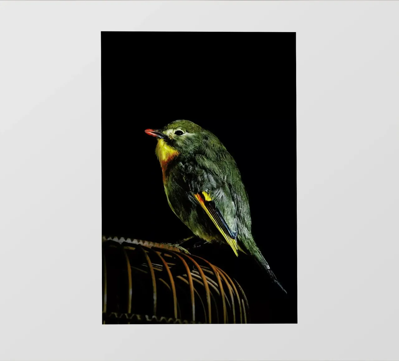 Birds Everywhere 12 pellicola backlit da Günther Egger