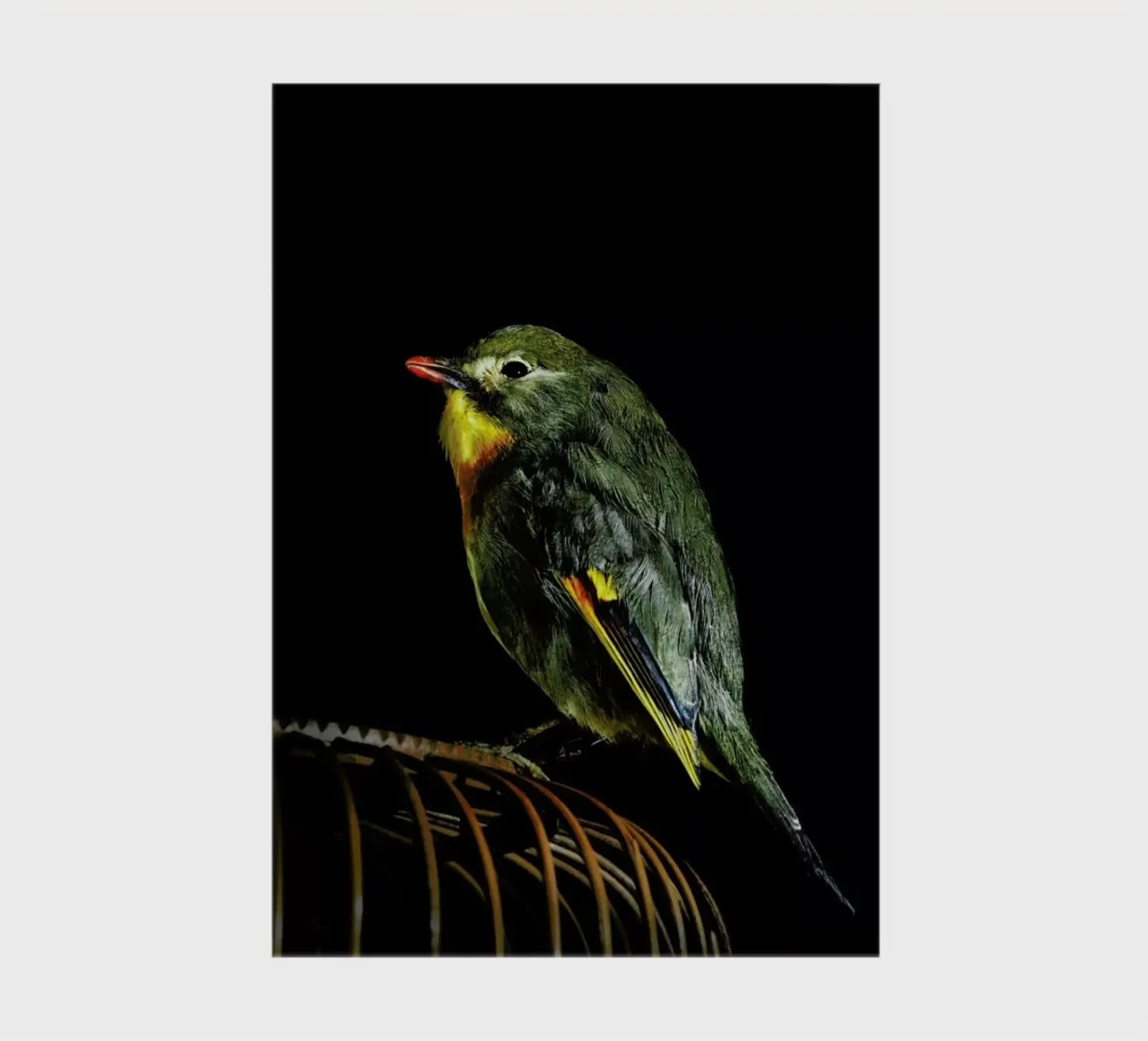 Birds Everywhere 12 notebook by Günther Egger