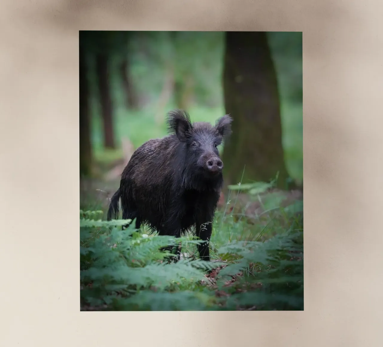 Cinghiale pellicola backlit da Tom's Wildlife