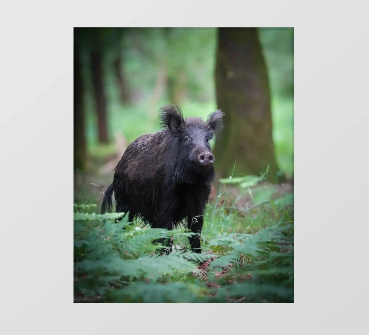 Cinghiale pellicola backlit da Tom's Wildlife