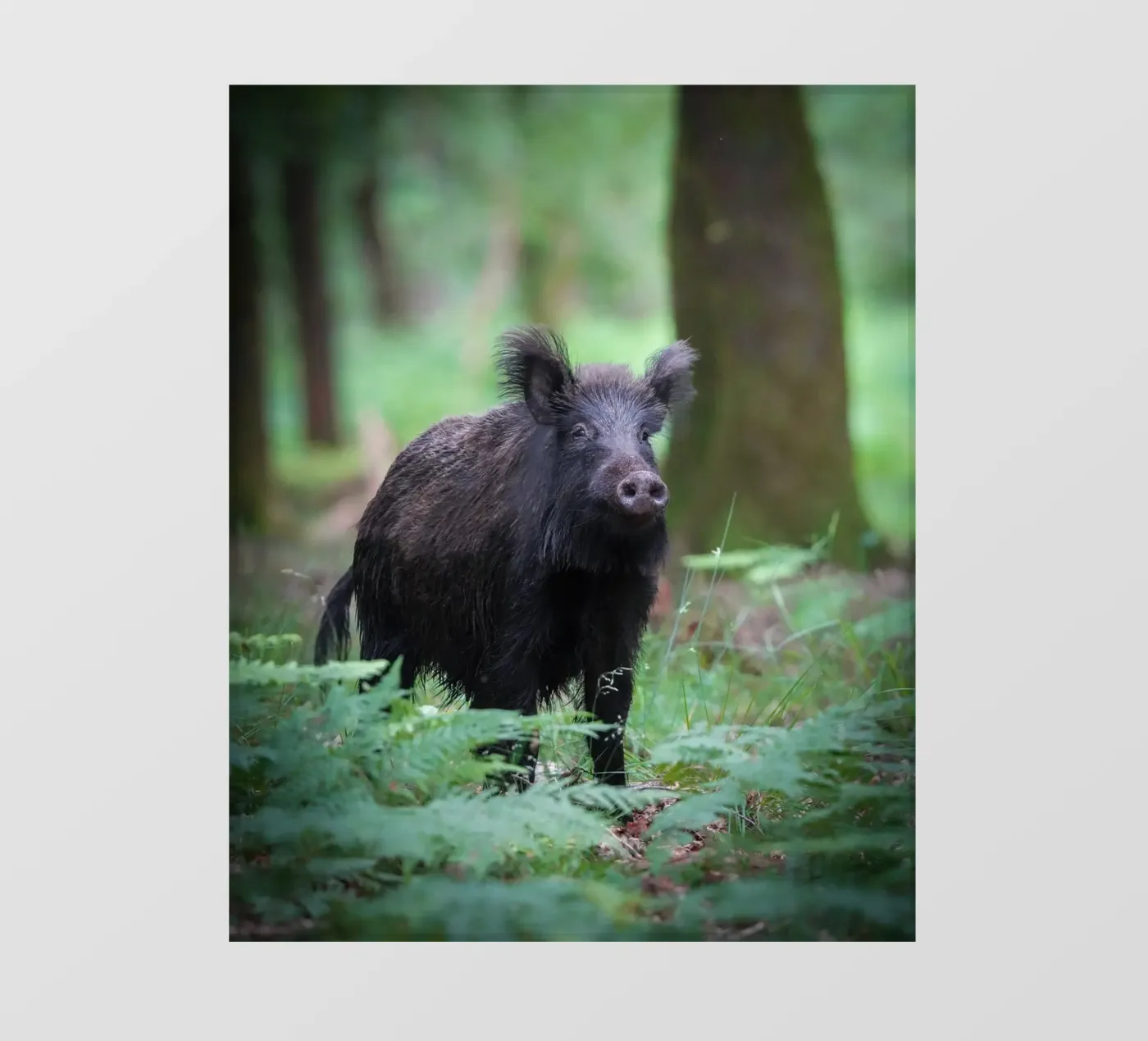 Cinghiale pellicola backlit da Tom's Wildlife