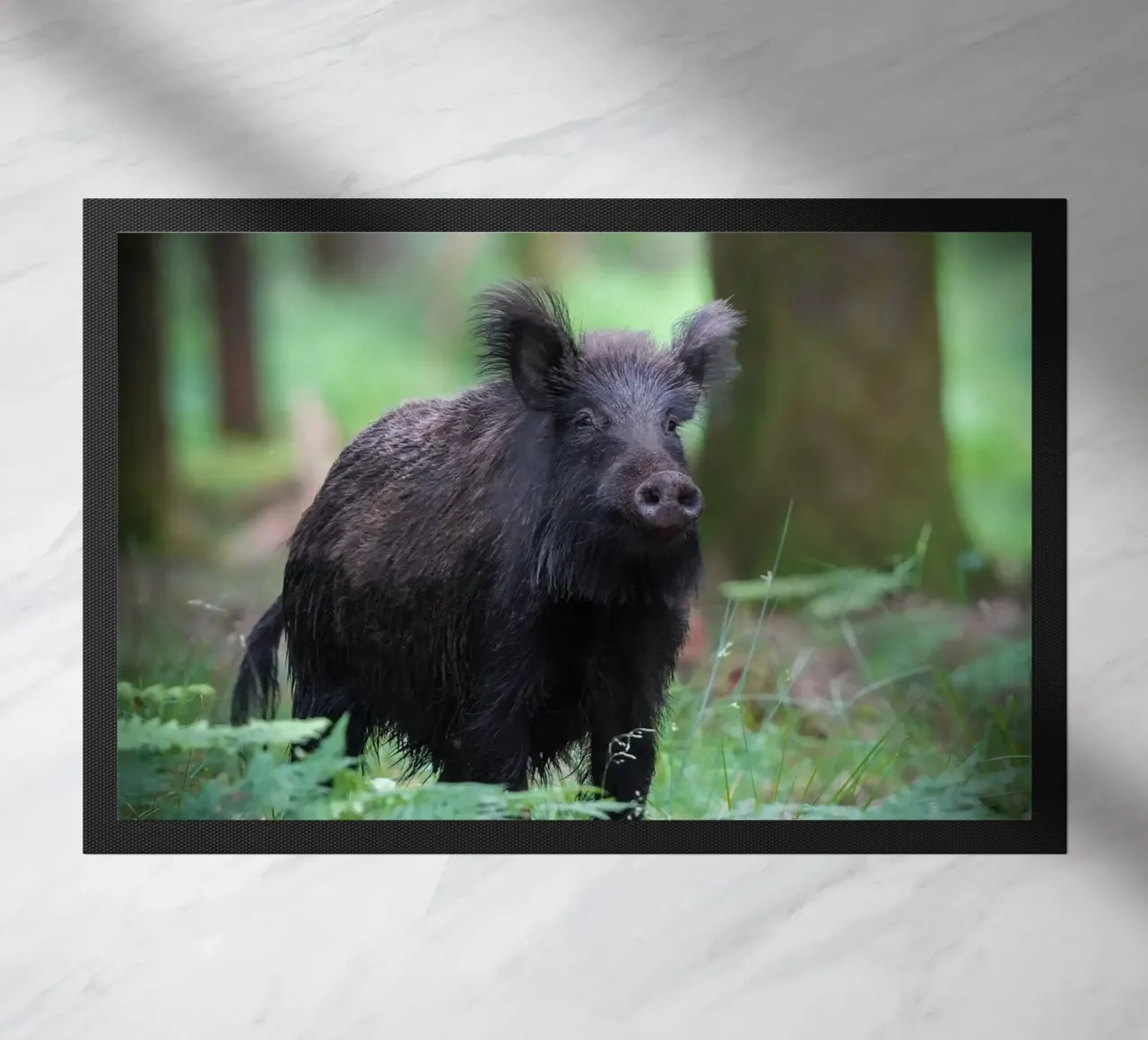 Cinghiale zerbino da Tom's Wildlife