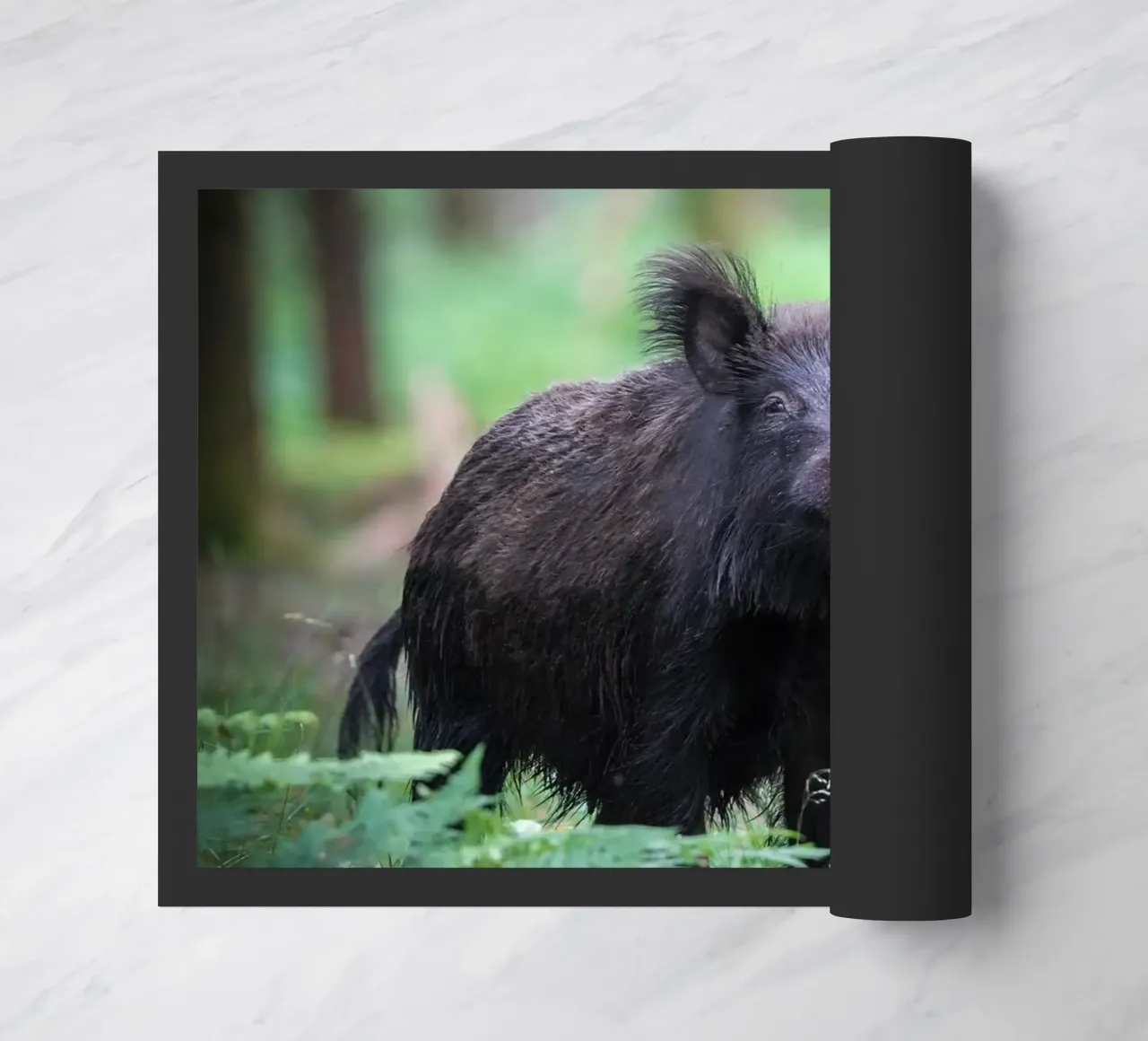 Cinghiale zerbino da Tom's Wildlife