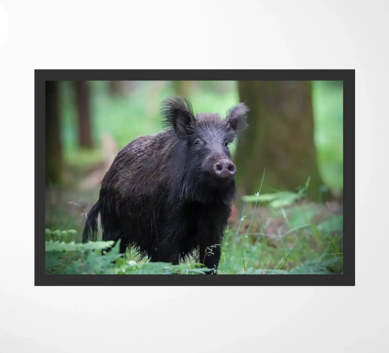 Cinghiale zerbino da Tom's Wildlife