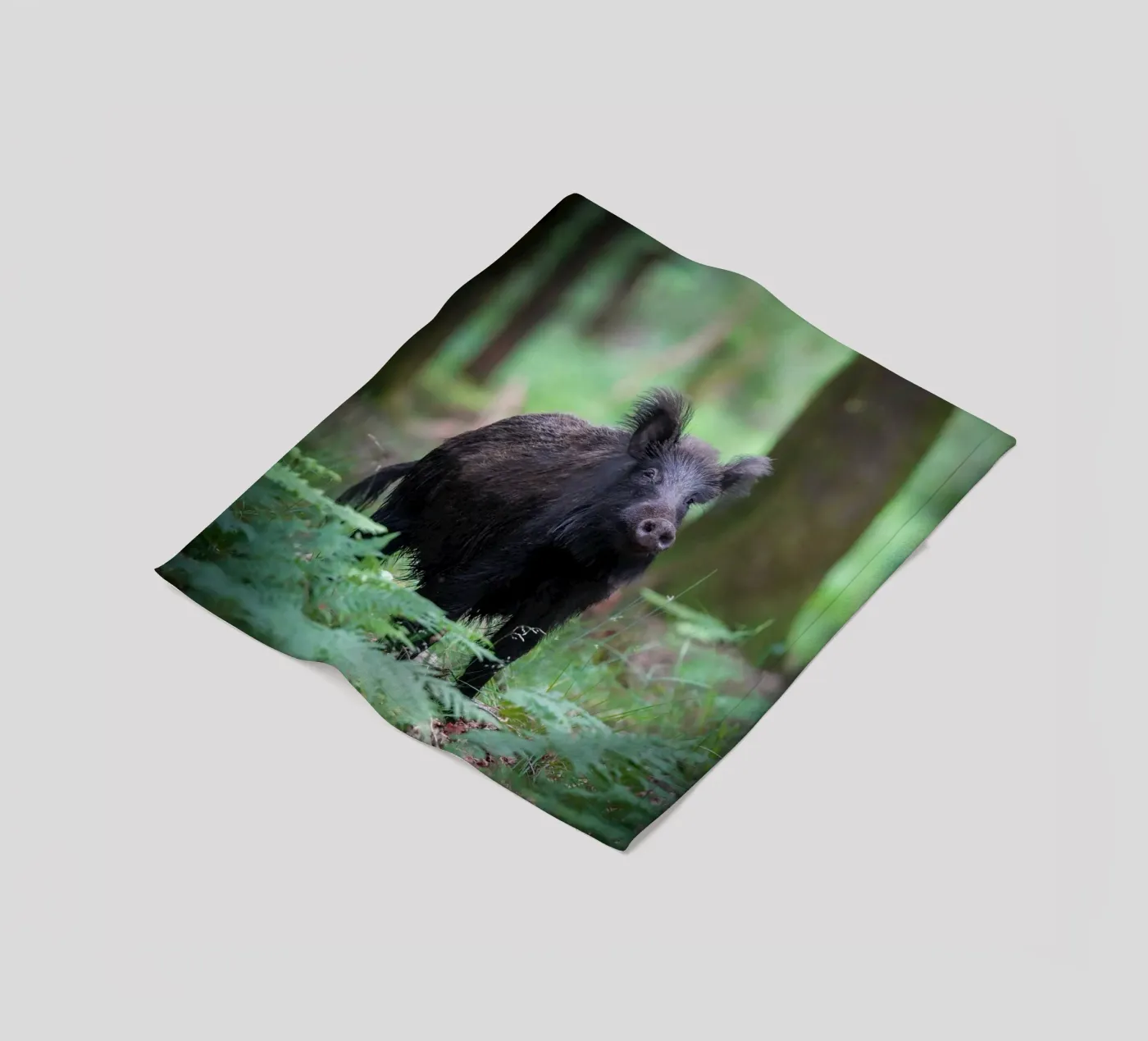 Cinghiale coperta in pile da Tom's Wildlife