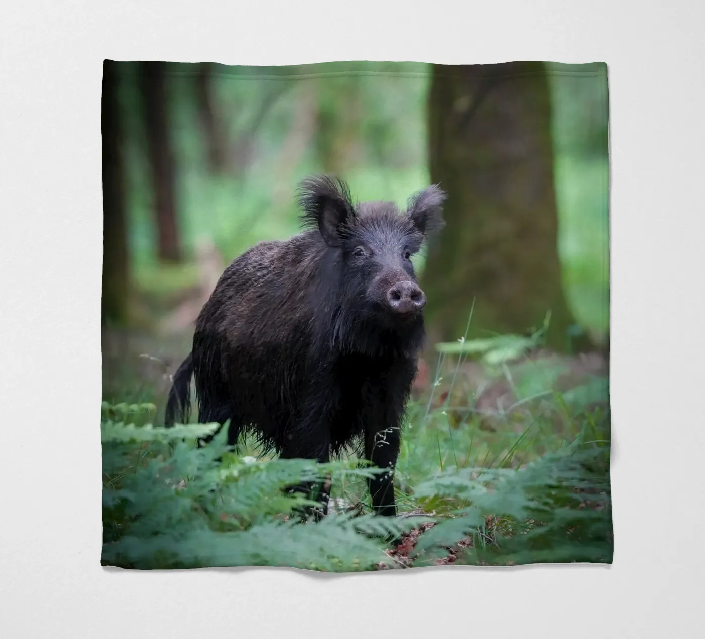 Cinghiale coperta in pile da Tom's Wildlife