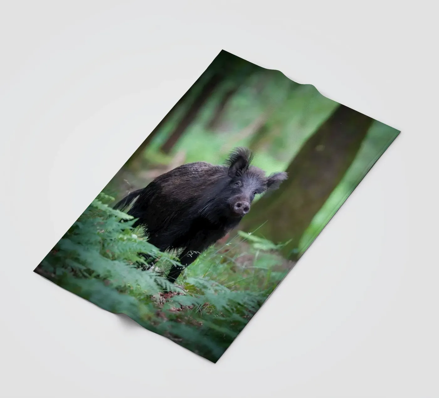 Cinghiale coperta in pile da Tom's Wildlife