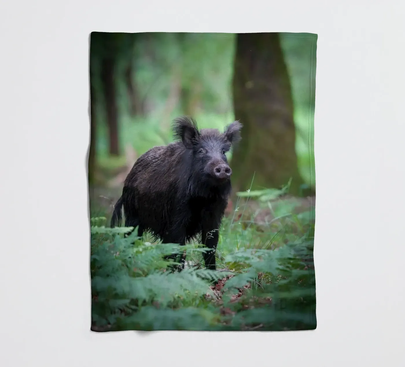 Cinghiale coperta in pile da Tom's Wildlife