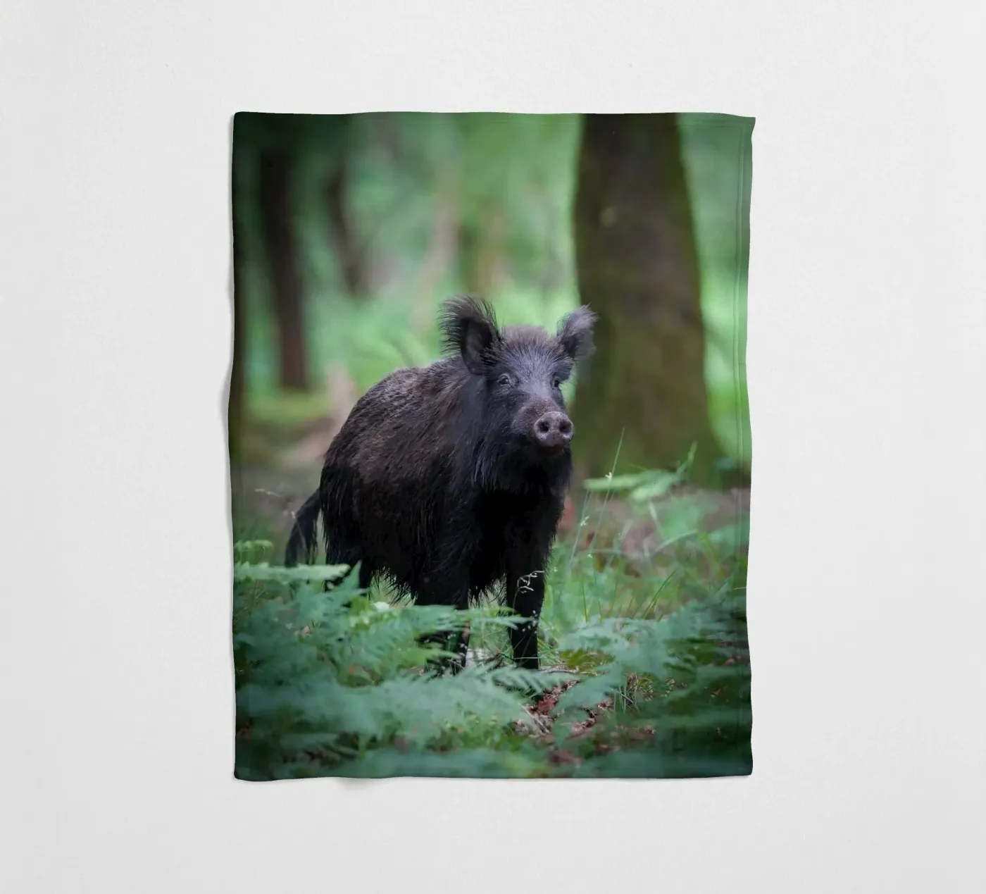 Cinghiale coperta in pile da Tom's Wildlife