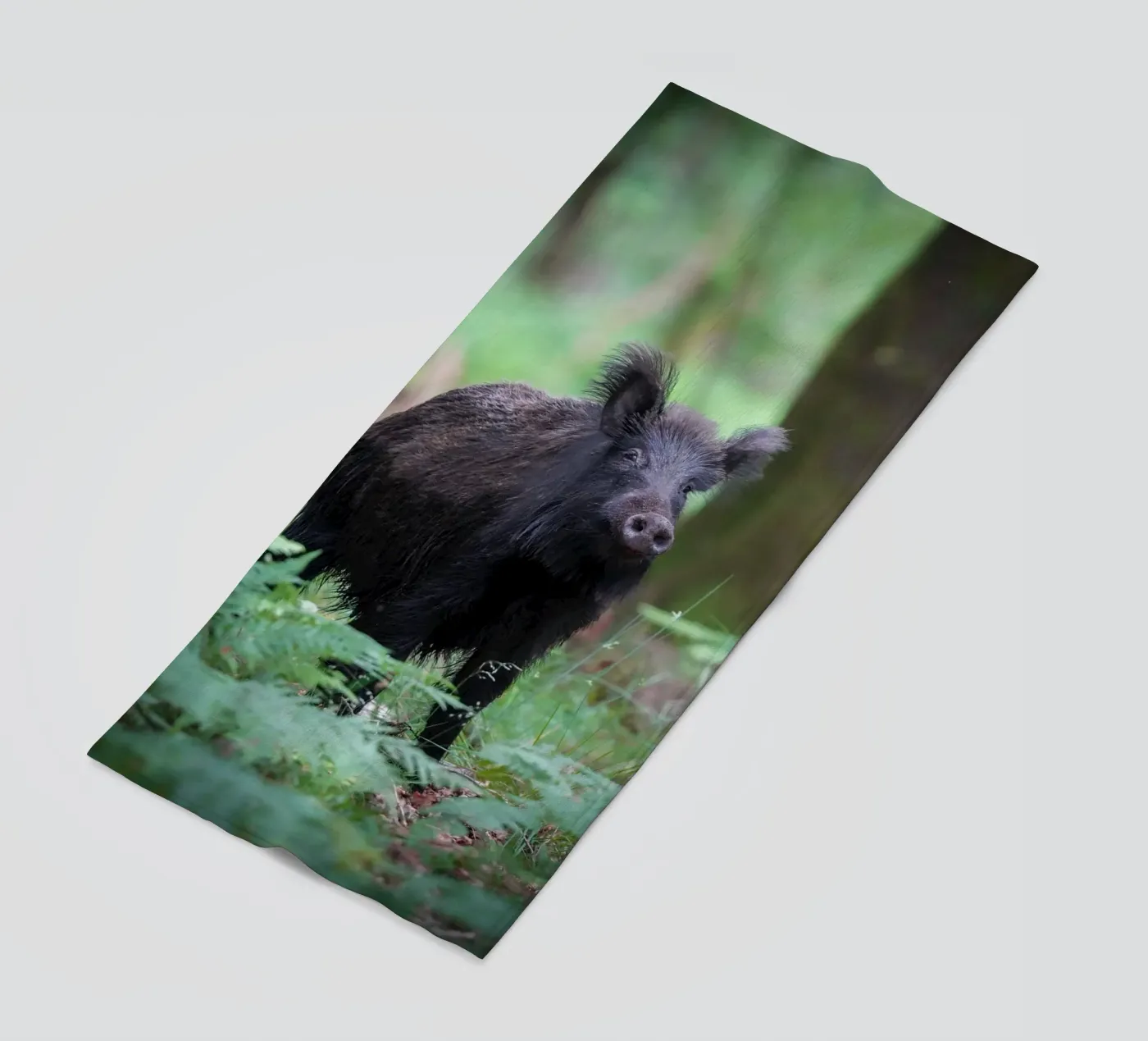 Cinghiale telo mare da Tom's Wildlife