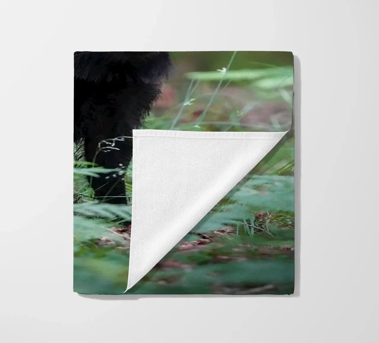 Cinghiale telo mare da Tom's Wildlife